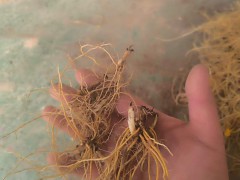 【精品射干苗】大型專業(yè)育苗基地，射干苗，一手貨源 量大從優(yōu) 歡迎訂購圖4