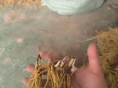 【精品射干苗】大型專業(yè)育苗基地，射干苗，一手貨源 量大從優(yōu) 歡迎訂購圖5