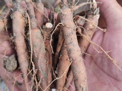 【精品芍藥苗】芍藥苗，白芍苗供應(yīng)，1年苗、2年苗基地直供，一手貨源圖2
