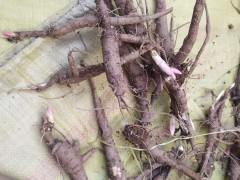 【精品芍藥苗】芍藥苗，白芍苗供應(yīng)，1年苗、2年苗基地直供，一手貨源圖4