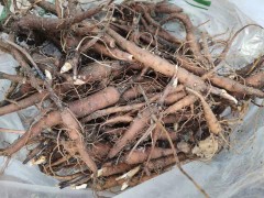 【精品芍藥苗】芍藥苗，白芍苗供應(yīng)，1年苗、2年苗基地直供，一手貨源圖3