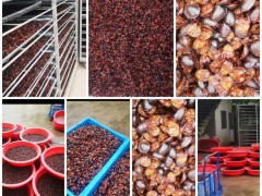 【紫菀芽】水洗烘干紫菀片，全干貨。產(chǎn)地加工坊供應(yīng)，量大從優(yōu)圖6
