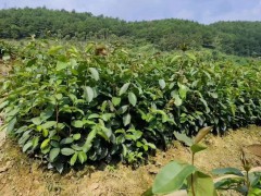 油茶苗的種植栽培技術(shù)   油茶苗基地批發(fā)   油茶苗價格多少錢一棵圖3