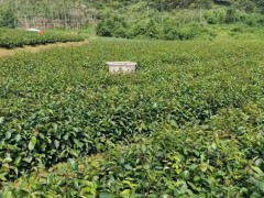 油茶苗的種植栽培技術(shù)   油茶苗基地批發(fā)   油茶苗價格多少錢一棵圖2