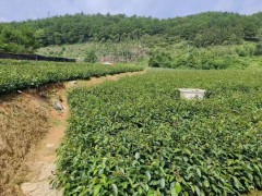 油茶苗的種植栽培技術(shù)   油茶苗基地批發(fā)   油茶苗價格多少錢一棵圖4