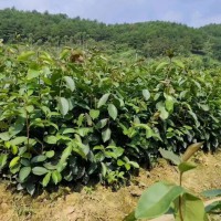 油茶苗木基地地址查詢   油茶苗哪個(gè)品種好   油茶苗哪里有賣