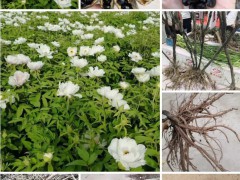 白芷種子催芽方法   白芷種子多長(zhǎng)時(shí)間發(fā)芽   白芷種子多少錢(qián)一斤圖3