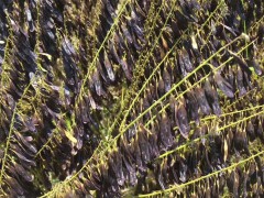 白芍 五年生鮮白芍根產(chǎn)地供貨 適應(yīng)性強(qiáng)，南北各地都可以圖3