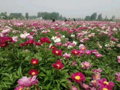 白芍 五年生鮮白芍根產(chǎn)地供貨 適應(yīng)性強(qiáng)，南北各地都可以圖5