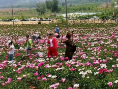 白芍 五年生鮮白芍根產(chǎn)地供貨 適應(yīng)性強(qiáng)，南北各地都可以圖4
