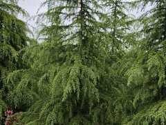 雪松苗圃/雪松苗木價(jià)格/云南雪松樹木/雪松小苗批發(fā)圖9