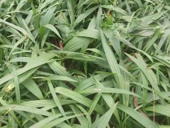 專家指導白芨要種多久才收？白芨2年左右苗，風險小，見效快圖2