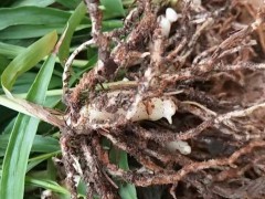 湖南采購(gòu)白芨塊莖苗#云南哪里在有2年的白芨塊莖種苗賣圖1