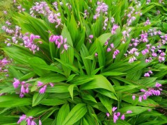 云南白芨塊莖種苗一公斤多少錢(qián)?一公斤白芨塊莖種苗有幾株圖1