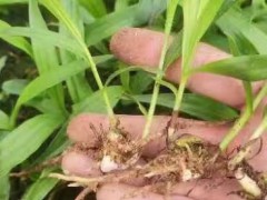 云南白芨塊莖種苗一公斤多少錢(qián)?一公斤白芨塊莖種苗有幾株圖5