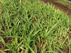云南白芨塊莖種苗一公斤多少錢(qián)?一公斤白芨塊莖種苗有幾株圖3