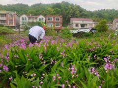 現(xiàn)在的白芨種苗價格&白芨苗哪家公司?；厥誁白芨小苗哪里的好圖1