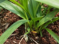 白芨苗價格| 白芨苗價格多少錢一株|白芨苗哪里有賣圖2
