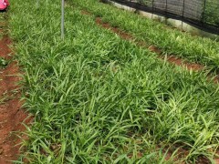 白芨苗價格| 白芨苗價格多少錢一株|白芨苗哪里有賣圖3