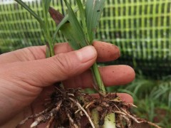 白芨苗價格| 白芨苗價格多少錢一株|白芨苗哪里有賣圖5