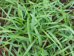 白芨苗價格| 白芨苗價格多少錢一株|白芨苗哪里有賣圖4