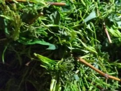 本基地主產(chǎn)山銀花，玉竹，石菖蒲，龍芽百合，白術(shù)，黃精，金果欖，黃柏，杜通等中藥材及種子種苗，歡迎全國各地有需要的藥企，有實(shí)力的藥材經(jīng)銷商，前來洽談合作事宜圖3