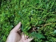 本基地主產(chǎn)山銀花，玉竹，石菖蒲，龍芽百合，白術(shù)，黃精，金果欖，黃柏，杜通等中藥材及種子種苗，歡迎全國各地有需要的藥企，有實(shí)力的藥材經(jīng)銷商，前來洽談合作事宜圖4