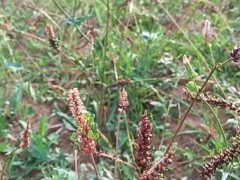 開始收購(gòu)成品，出售種子，草血竭（地蜂子）圖2
