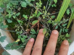 大量巧家大?山藥?附近野生巖蓮?源種?出售，圖4
