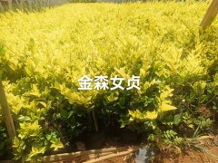 云南金森女貞大杯苗批發(fā)價格 云南金森女貞苗木批發(fā) 云南金森女貞種植圖1
