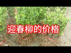 迎春柳銷(xiāo)售批發(fā)的價(jià)格
