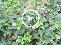 正宗嫁接八角樹(shù)苗盆栽地栽四季種植帶土帶葉大紅八角苗南北方可種圖5