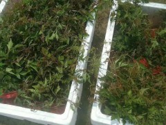 中藥材純粉質白蘞種苗蛇葡萄基地直發(fā)包教技術圖2