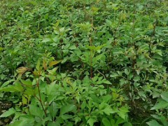 中藥材純粉質白蘞種苗蛇葡萄基地直發(fā)包教技術圖4