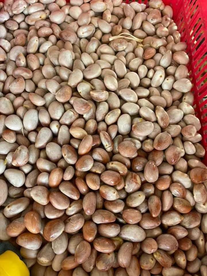 菠蘿蜜種子水果種子可土培可水培