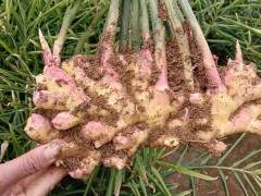 云南干姜的倉(cāng)儲(chǔ)量如何？圖3