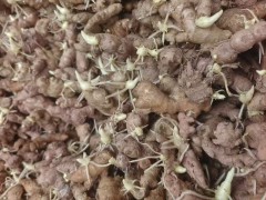 生姜的價(jià)格走勢 干姜片價(jià)格行情今日新消息 干姜價(jià)格新行情走勢圖圖2
