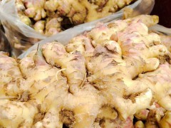 今年干姜價(jià)格新行情 云南羅平干姜新價(jià)格走勢(shì) 干姜片價(jià)格新走勢(shì)圖圖1