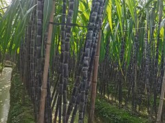 如何聯(lián)系廣西玉林市博白縣三灘鎮(zhèn)的黑皮甘蔗種植戶？圖3