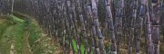黑皮甘蔗的營(yíng)養(yǎng)價(jià)值有哪些？