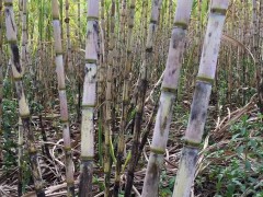 黑皮甘蔗的種植間距是多少？圖3