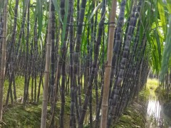 黑皮甘蔗的種植間距是多少？圖1