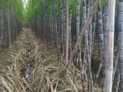 黑皮甘蔗的種植間距是多少？圖2