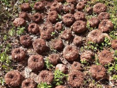魔芋種子的種植前景如何？圖3