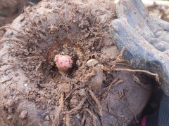魔芋種子的種植前景如何？圖2