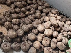 魔芋種子的種植成本和利潤是多少？圖3
