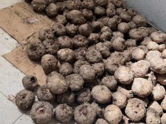 魔芋種子的種植成本和利潤是多少？圖4