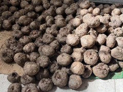 魔芋種子的種植成本和利潤是多少？圖2