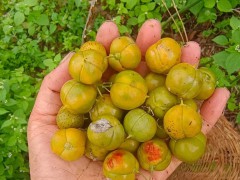 黃精種子怎么處理   黃精種子怎樣育苗   黃精種子種植方法圖1
