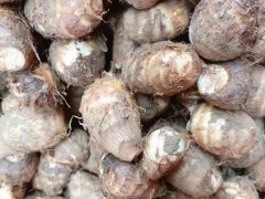 因地制宜做大做強(qiáng)蔬菜重點產(chǎn)業(yè)-會澤蔬菜圖1